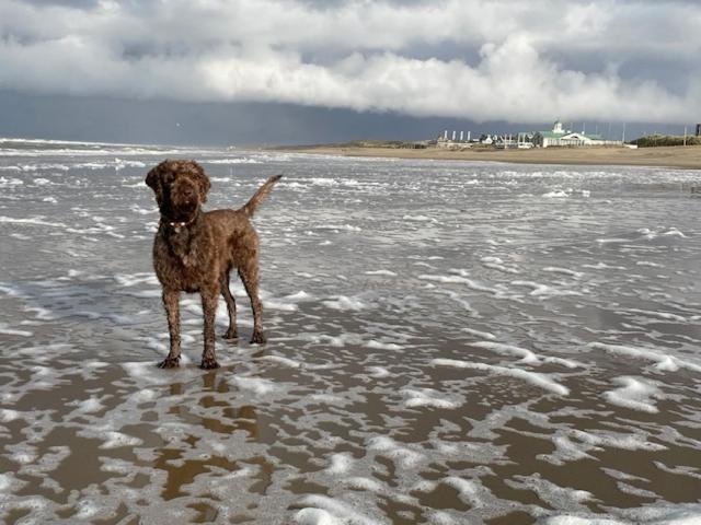 Zeebedstay Noordwijk